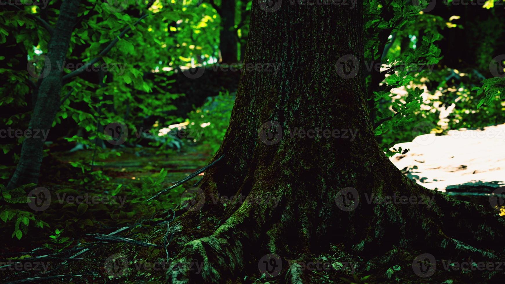 raíz cubierta de musgo en un bosque oscuro foto