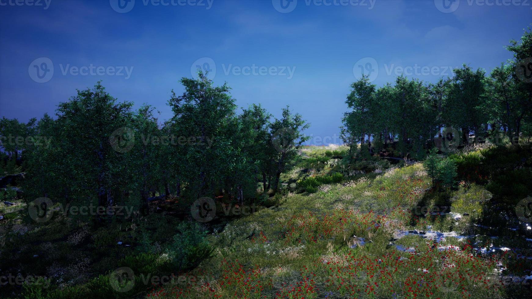 Tree Forrest in the Mountains photo