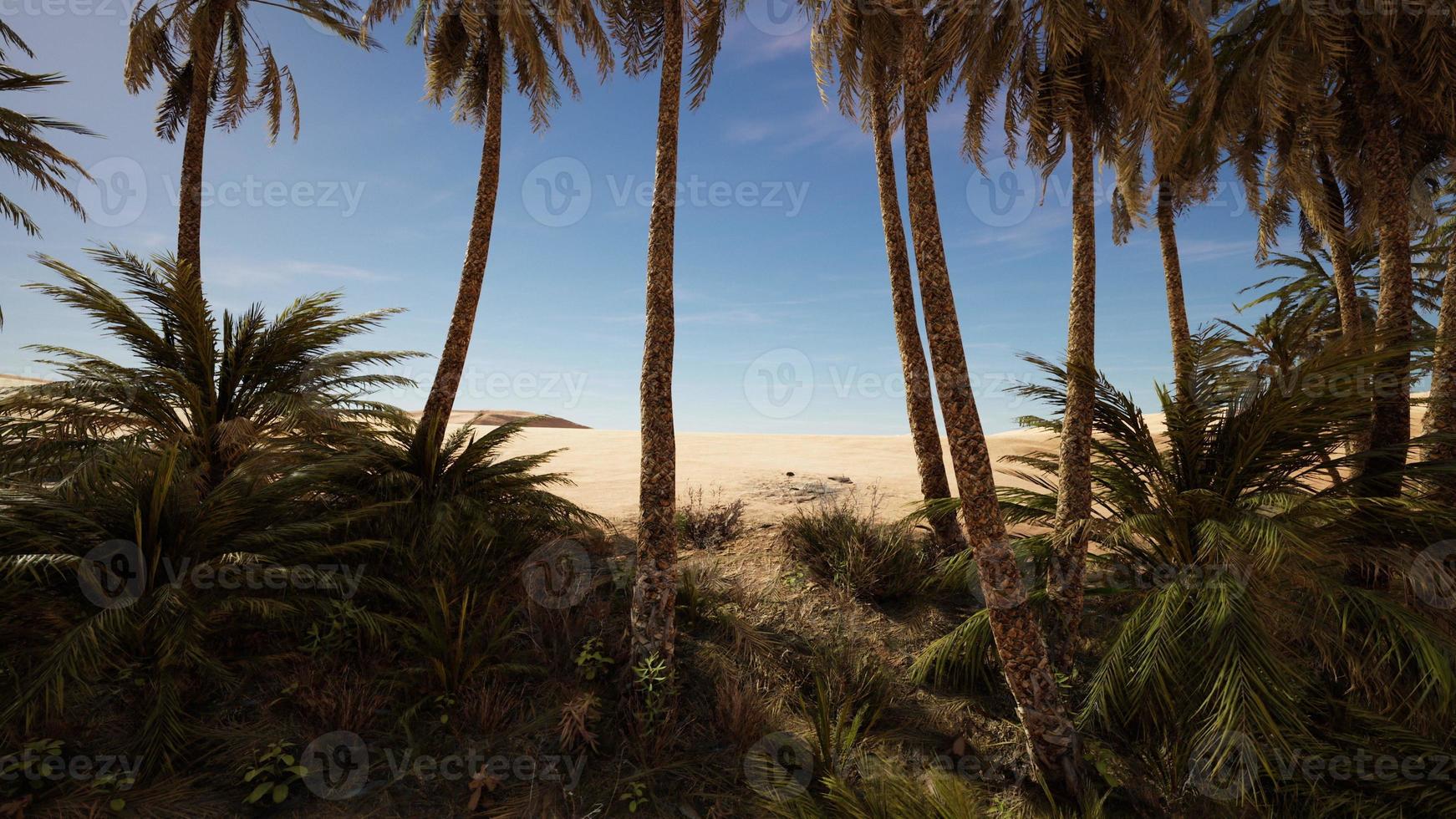 Palm trees in Al Ain oasis photo