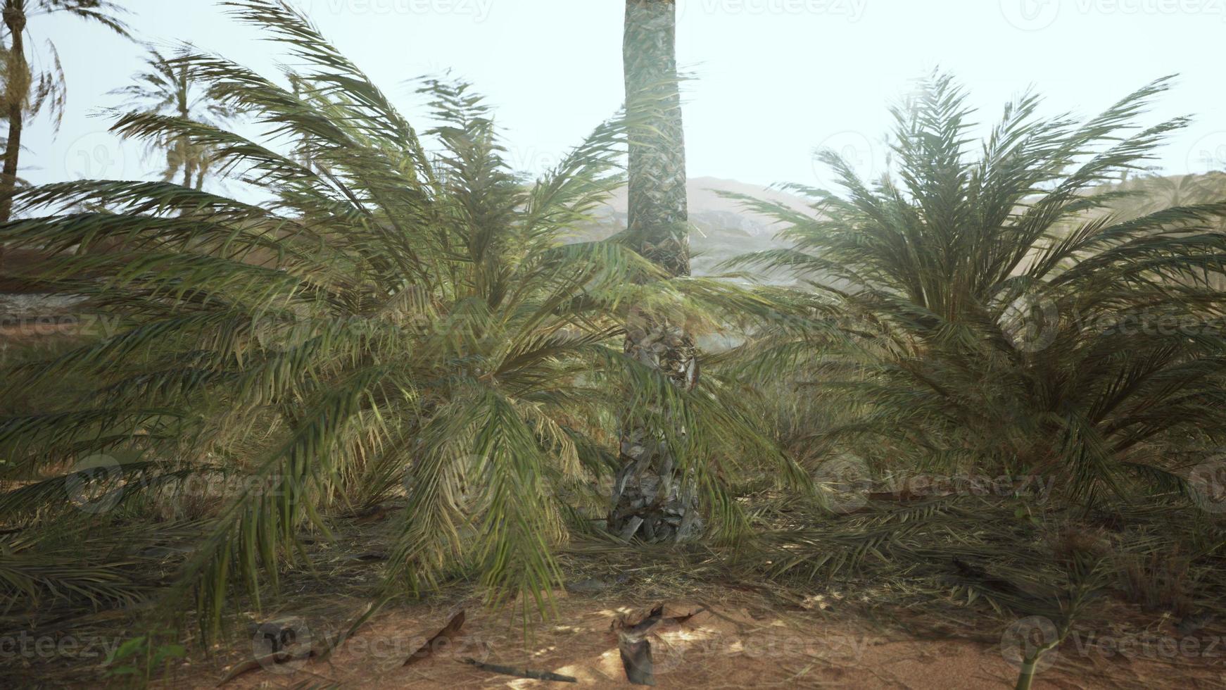 Palm trees in the desert photo