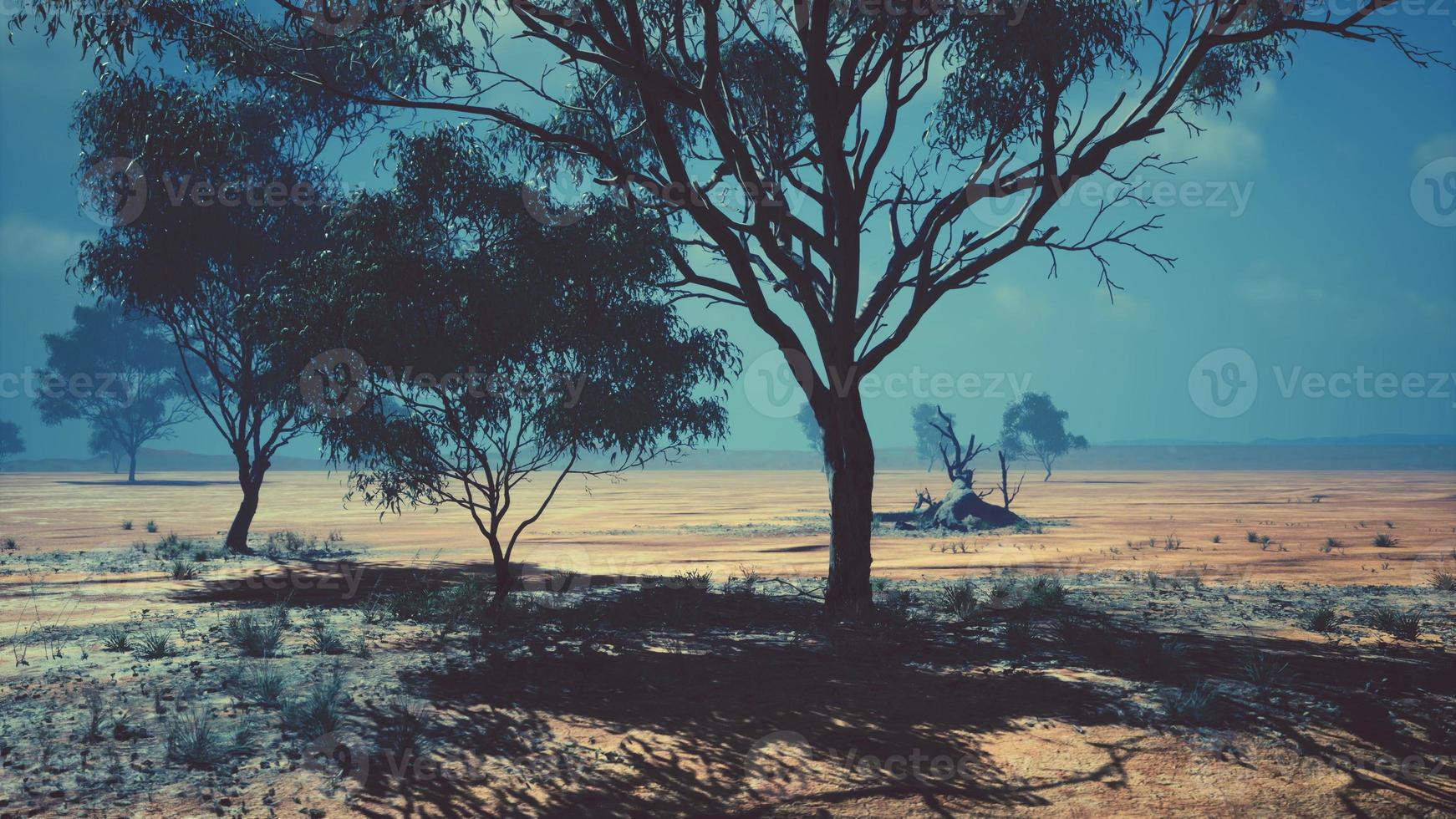 Large Acacia trees in the open savanna plains of Namibia photo