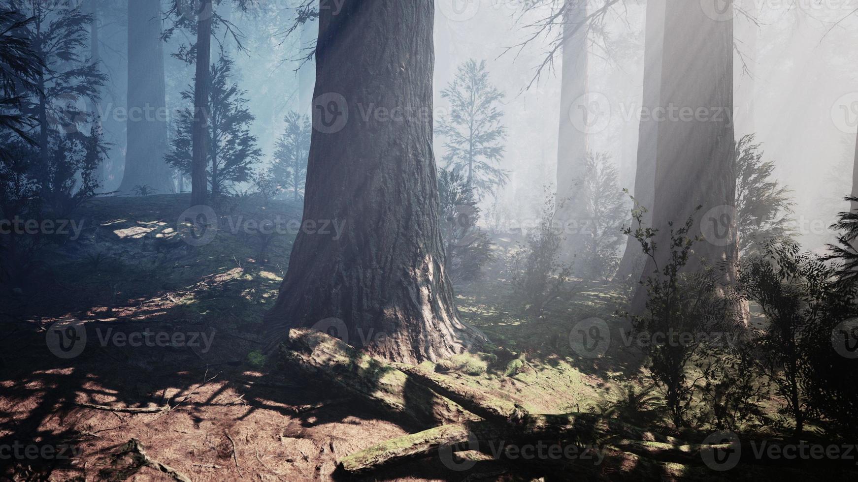 Giant Sequoias in the Giant Forest Grove in the Sequoia National Park photo