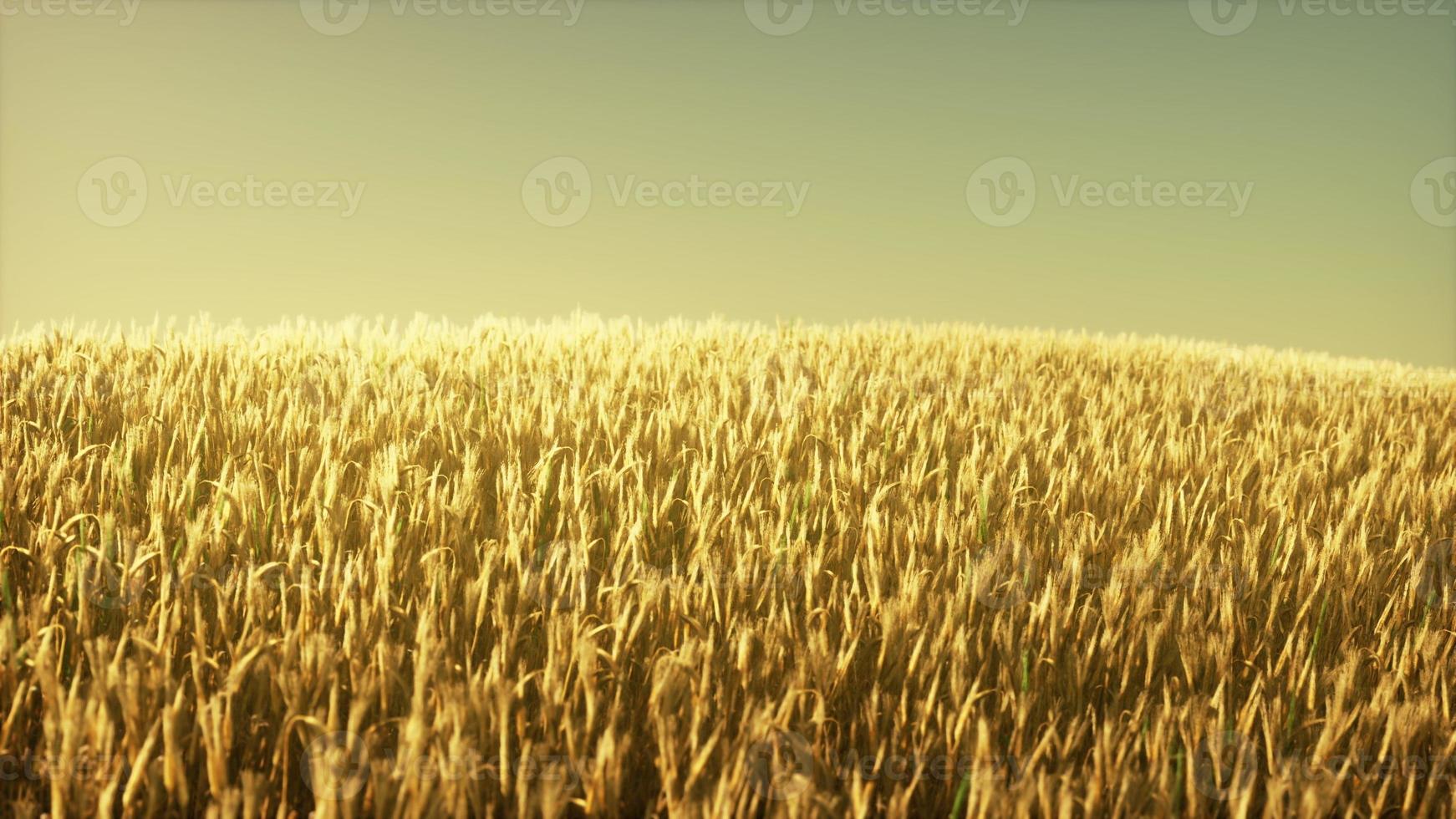 campo de trigo agrícola bajo la puesta de sol foto