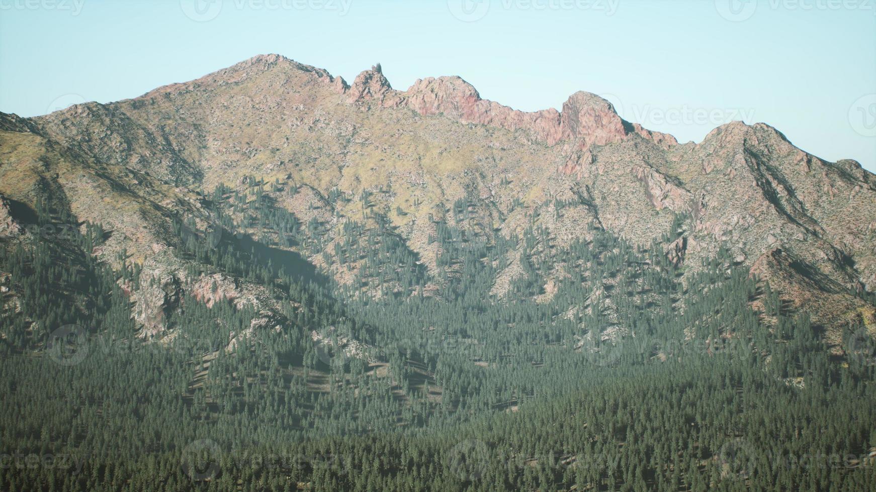 spruce and pine trees and mountains of Colorado photo