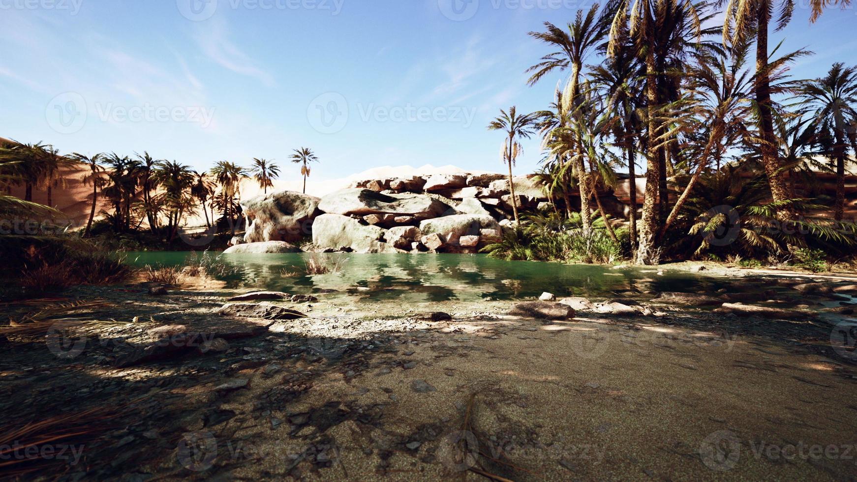 desert oasis lake pond with palm trees photo