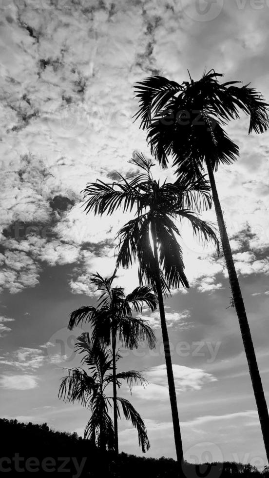 Landscape, vertical picture, white cloud vintage sky, sunlight overhead view high betel nut tree, with mountain background around the countryside. Thailand. photo
