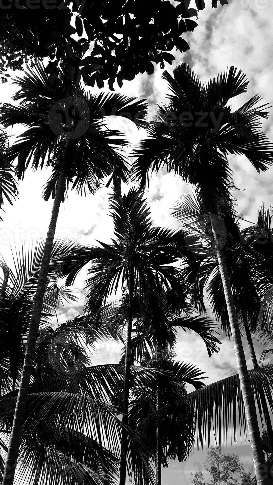 blackwhite picture vertically, betel nut trees dark sky above view