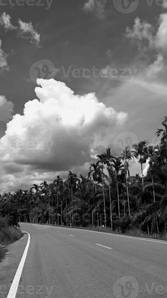 Landscape, vertical picture, white cloud vintage sky roadside, with daylight overhead view high betel nut tree, mountain background around the countryside. Thailand. photo
