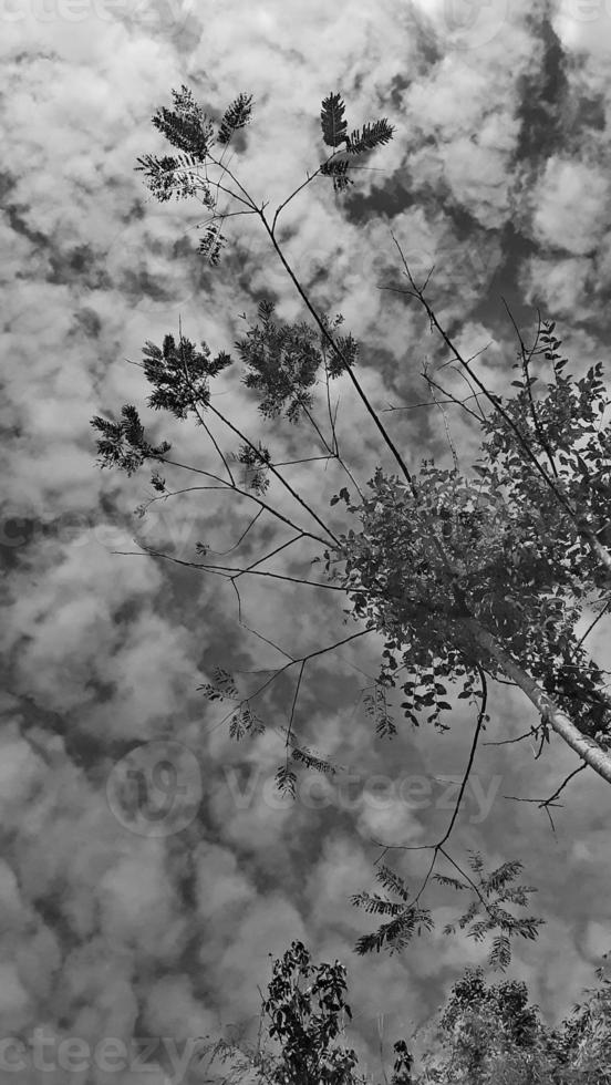 black-white picture vertically, dark sky white cloud above top view high tree, landscape background around countryside. Thailland photo