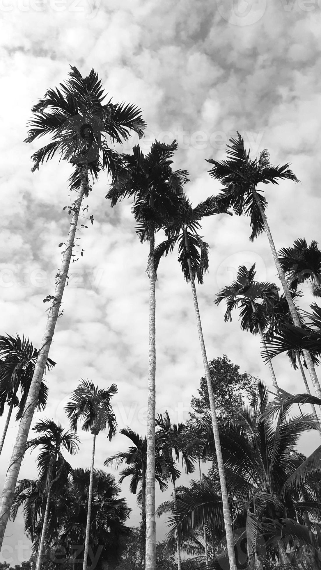 blackwhite picture vertically, betel nut trees dark sky above view