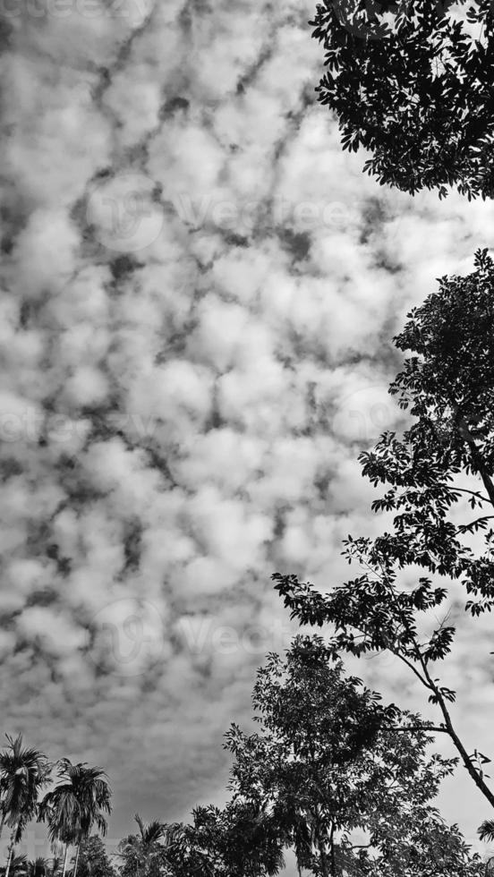 black-white picture vertically, betel nut trees dark sky above top view high tree, landscape natural background around countryside area. Thailand photo