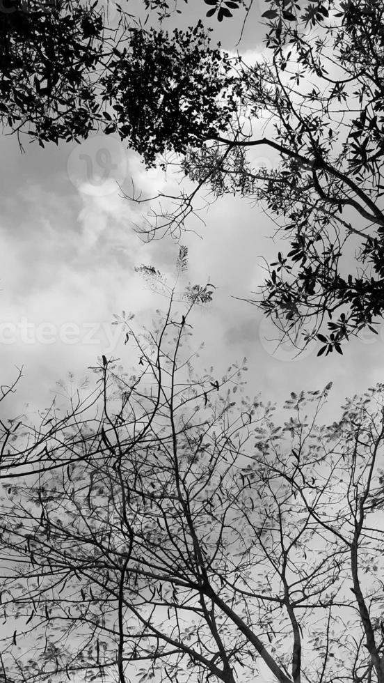 black-white picture vertically, dark sky white cloud above top view high tree, landscape background around countryside. Thailland photo