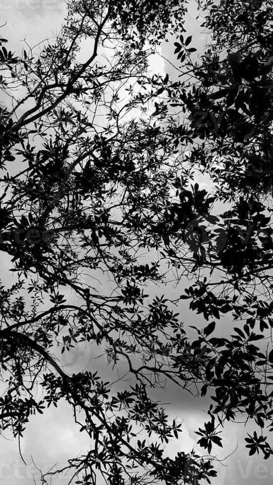 black-white picture vertically, dark sky white cloud above top view high tree, landscape background around countryside. Thailland photo