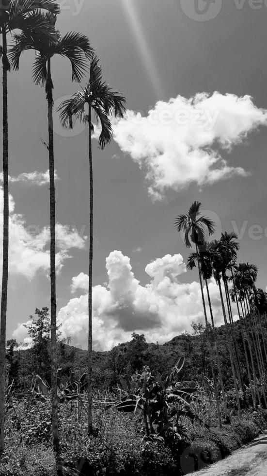 Landscape, vertical picture, white cloud vintage sky roadside, with daylight overhead view high betel nut trees, mountain background around the countryside. Thailand. photo