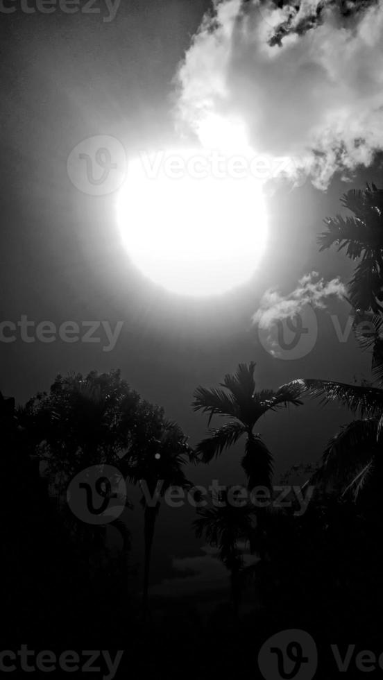 black-white picture vertically, betel nut vintage sky above view high coconut tree, landscape sun light background around countryside area. Thailand photo