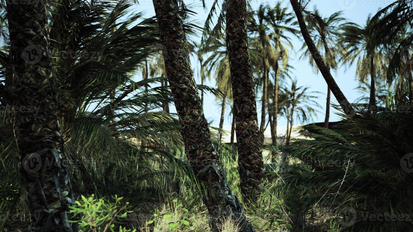Palm trees in the desert photo