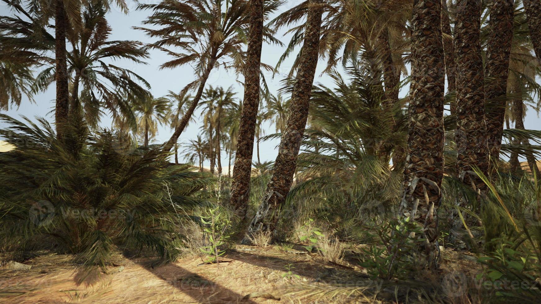Palm trees in the desert photo