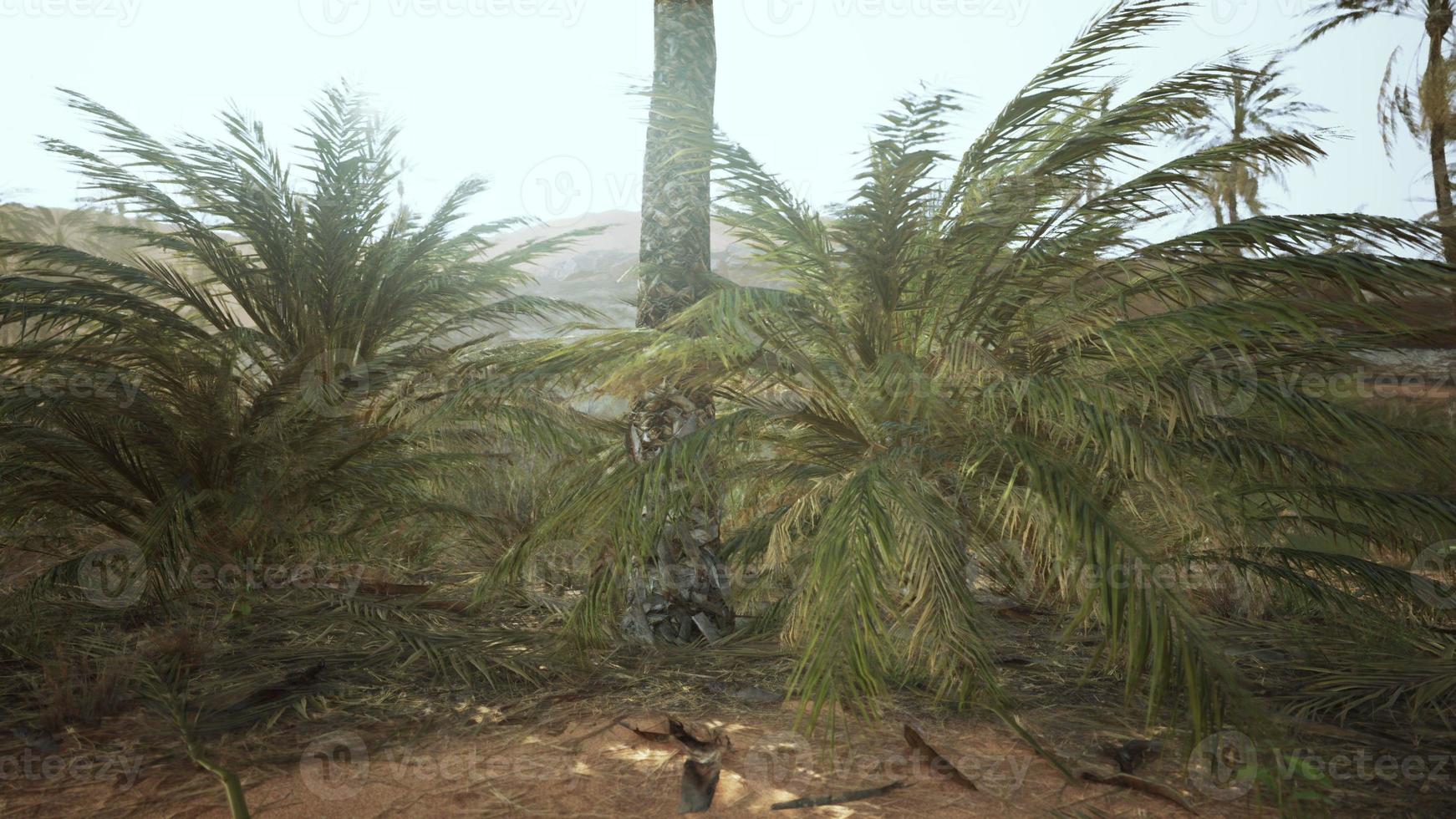 Palm trees in the desert photo