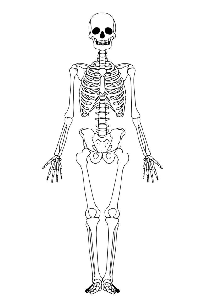 esqueleto esbozado ilustración. esqueleto humano negro aislado. anatomía de los huesos humanos. vector