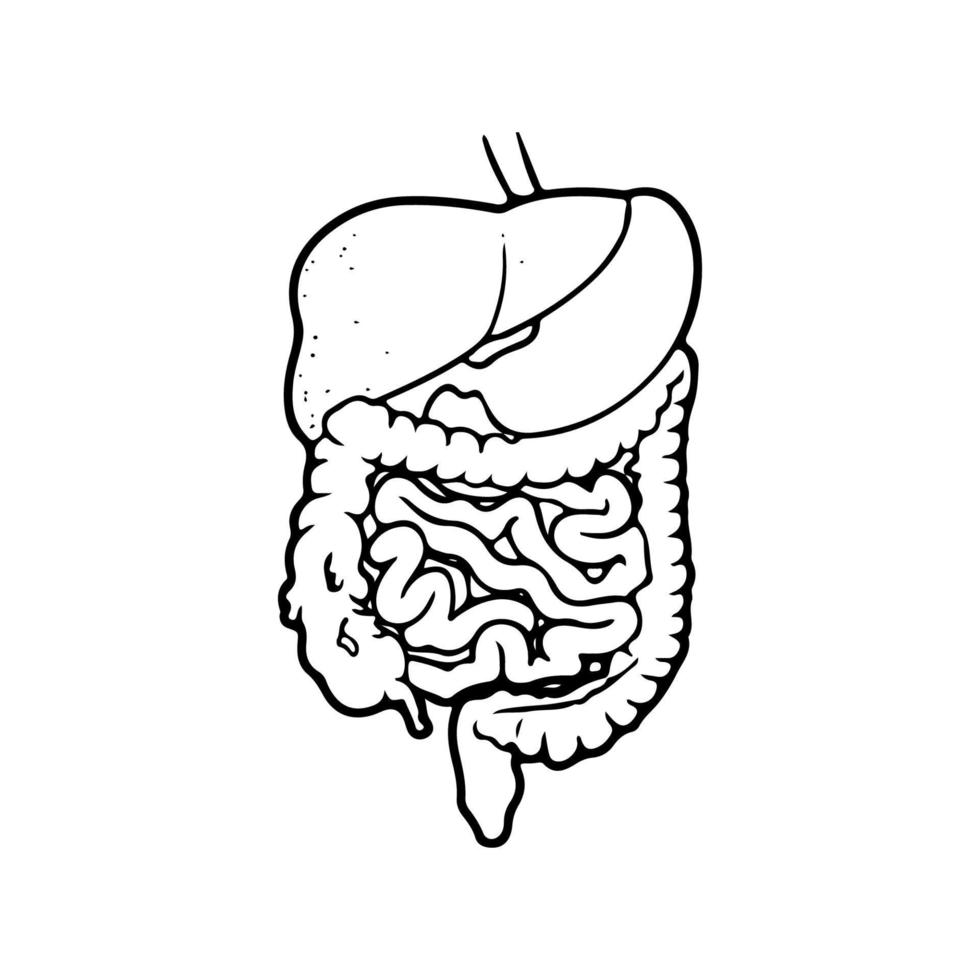 sistema digestivo humano en estilo delineado negro. estómago, intestinos ilustración vectorial. vector