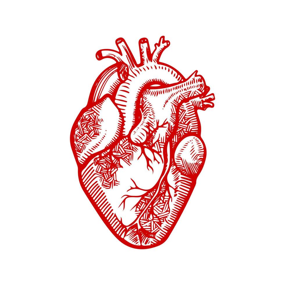 anatomía del corazón corazón humano delineado. dibujo detallado de un corazón médico. vector