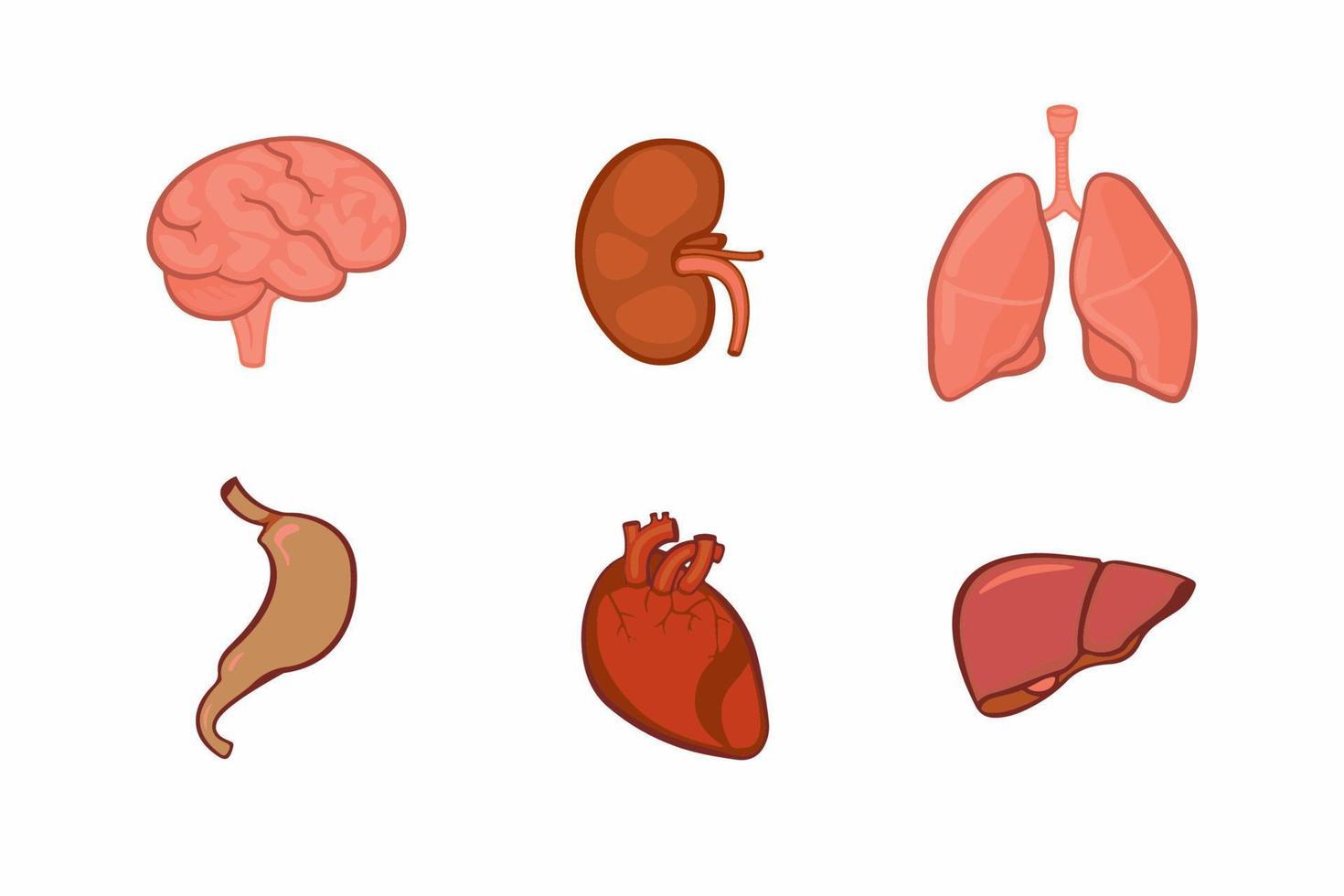 Human organs vector set. Brain, kidney, lungs, stomach, heart, liver.