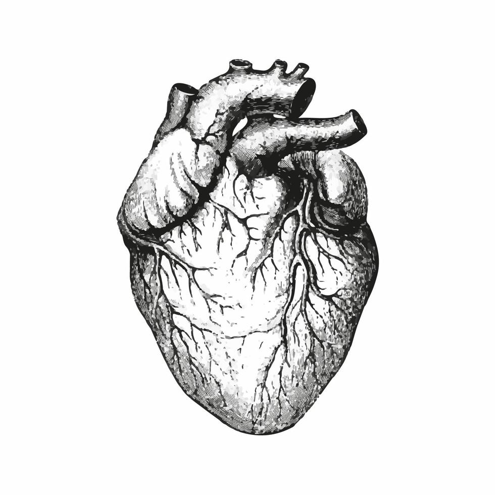 Heart anatomy. Black outlined human heart. Detailed drawing of a medical heart. vector