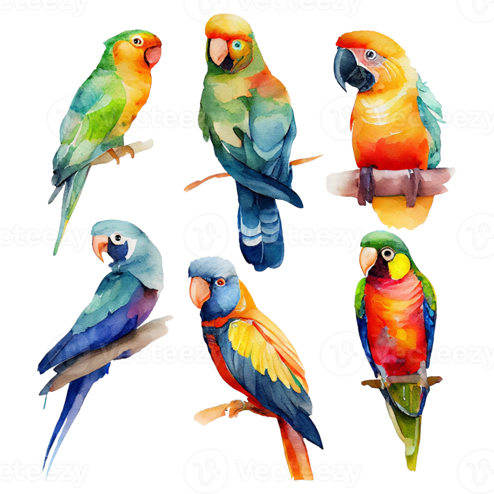 Set of watercolor parrots painting on transparent background, PNG file