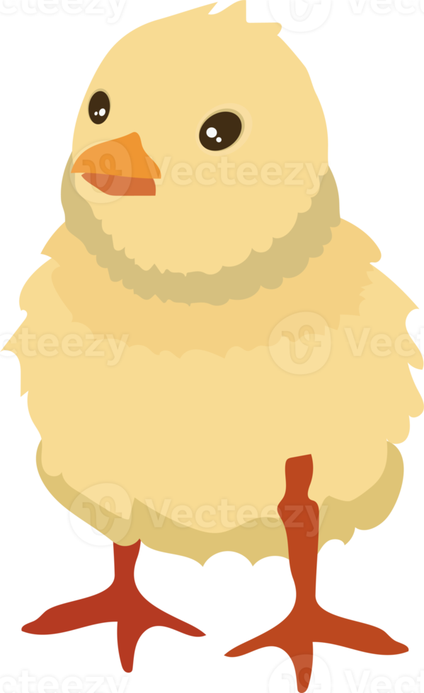 lindo pollito de pascua png