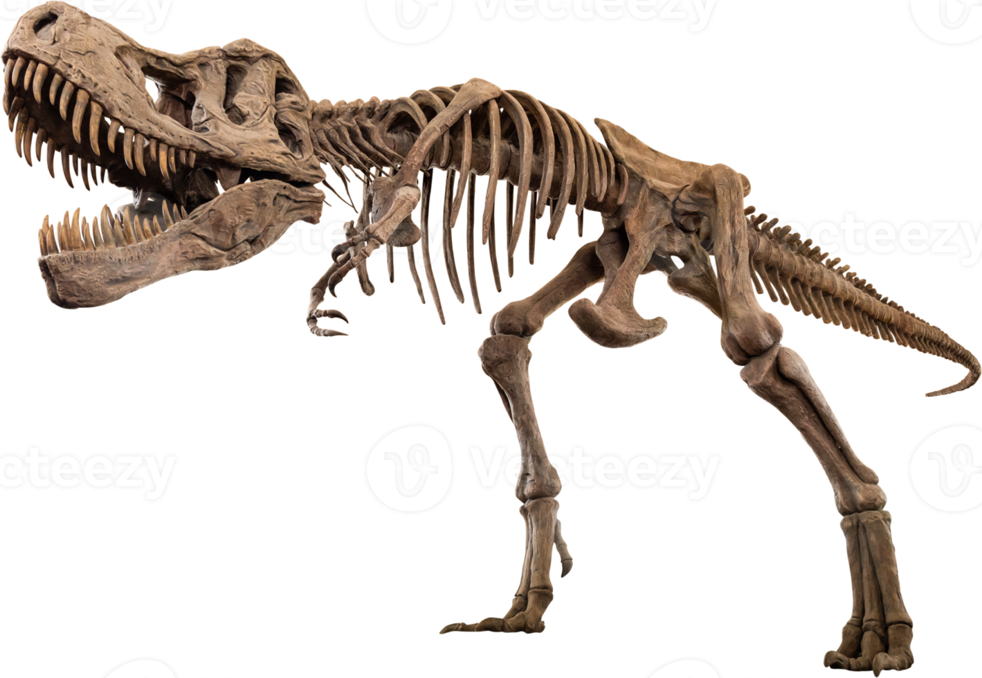 squelette de tyrannosaure rex png
