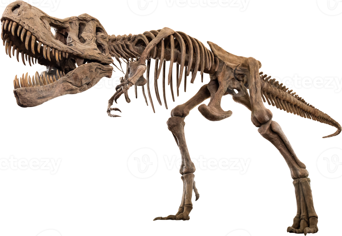 squelette de tyrannosaure rex png