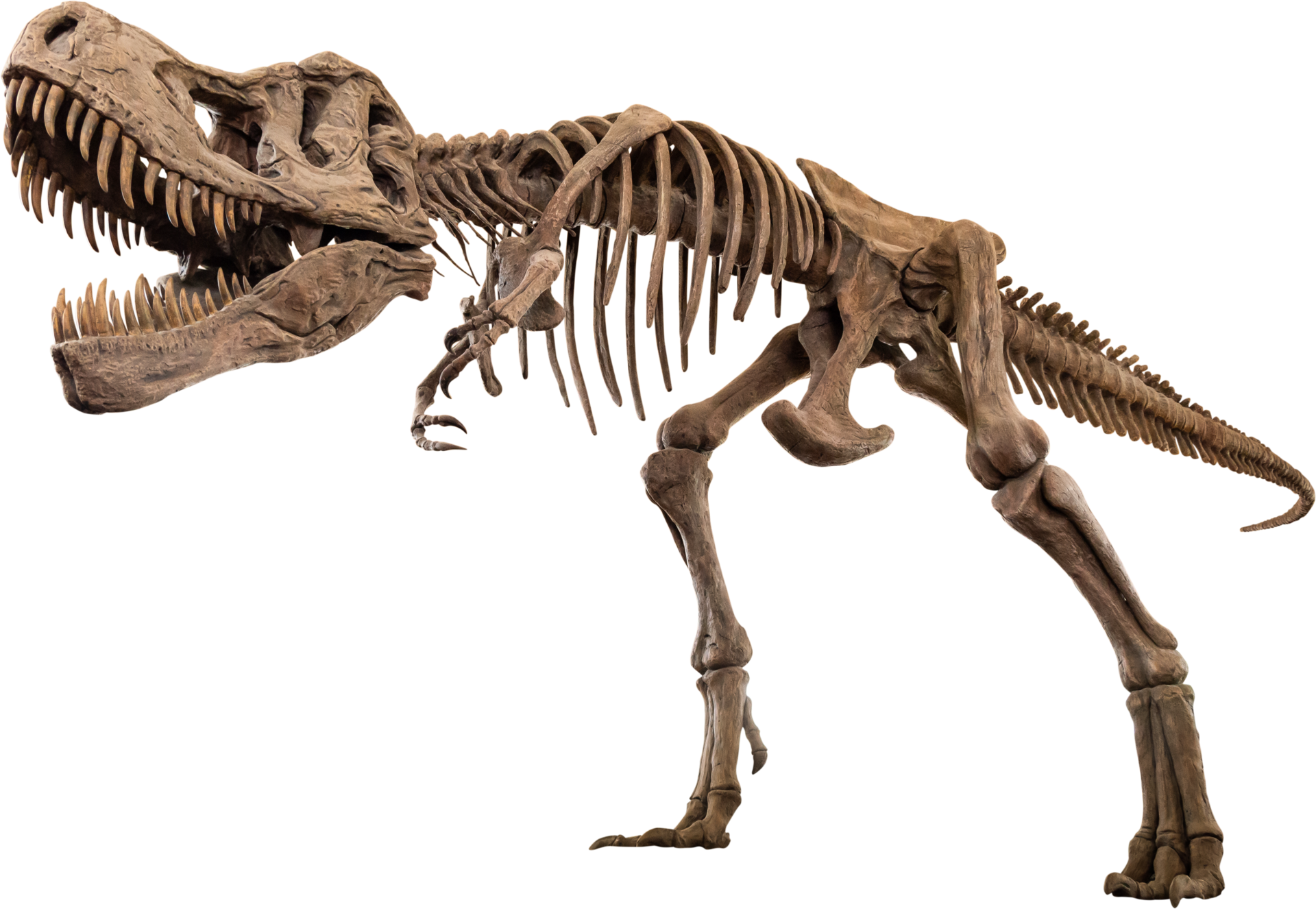 Dinossauro Tiranossauro Rex 02 / Esqueleto de corpo inteiro