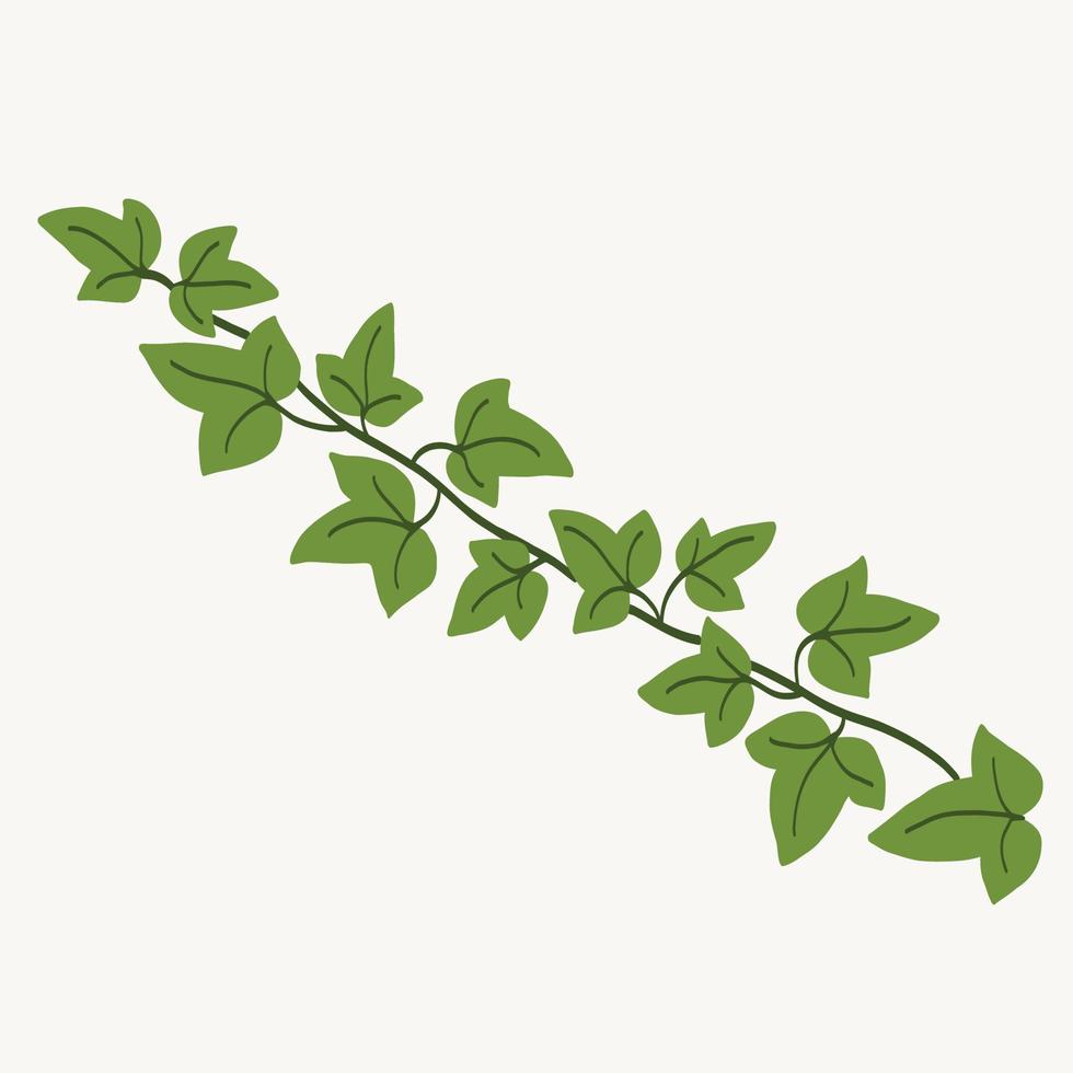 Floral ivy drawing decorative ornament flat design. vector