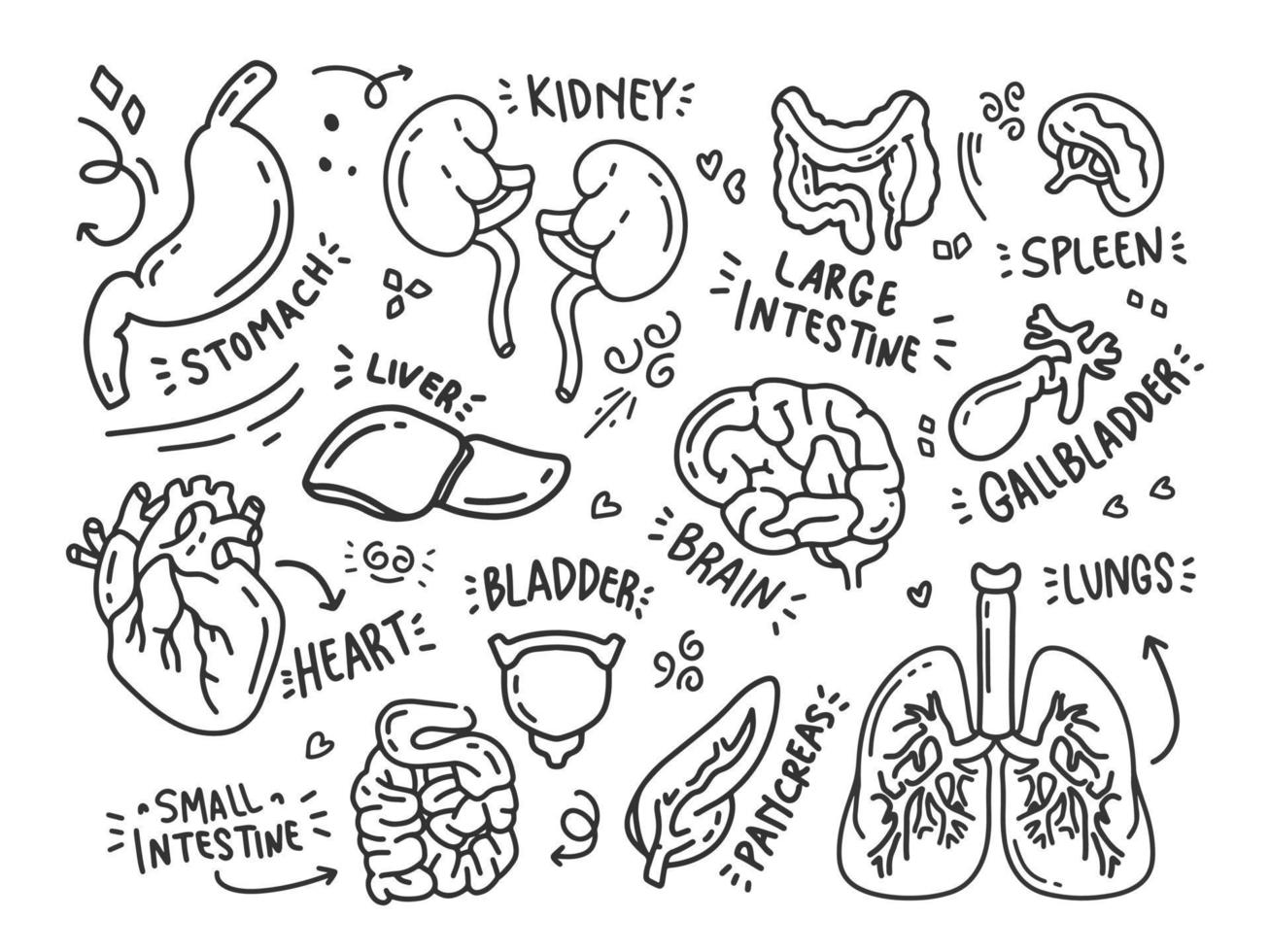 doodle human organs vector