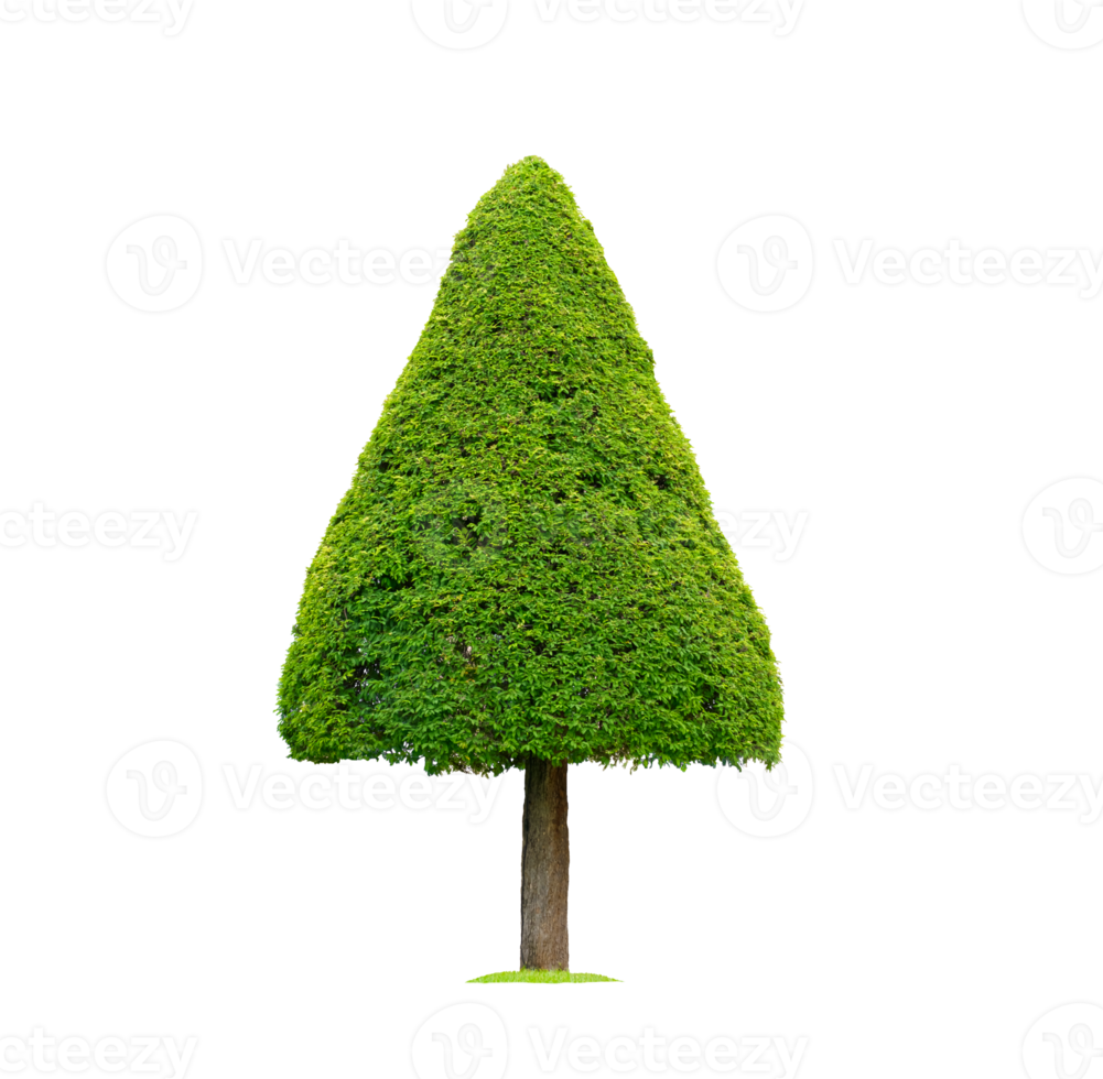 Big cone shaped topiary tree on transparent background png