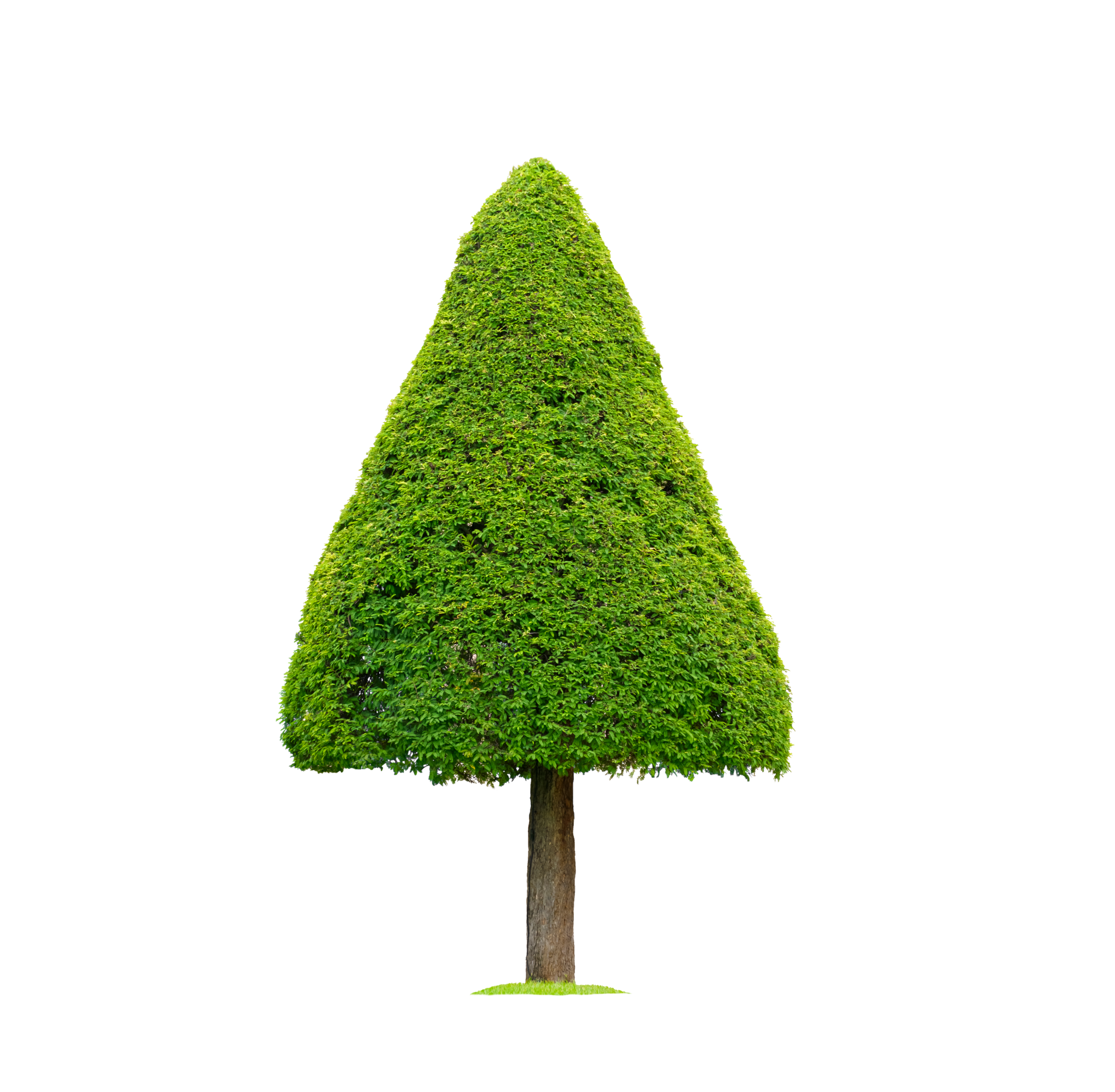 Big cone shaped topiary tree on transparent background 17296576