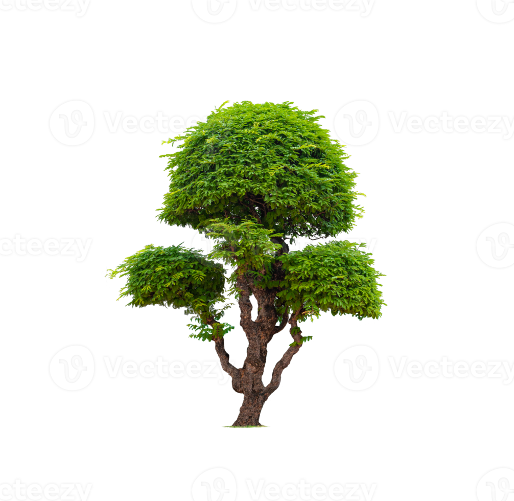 Decorative dwarf tamarind tree on transparent background png