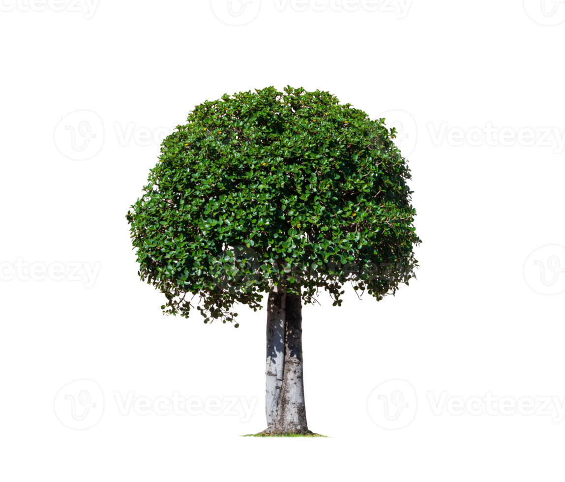 Decorative dwarf tree on transparent background for topiary garden design png