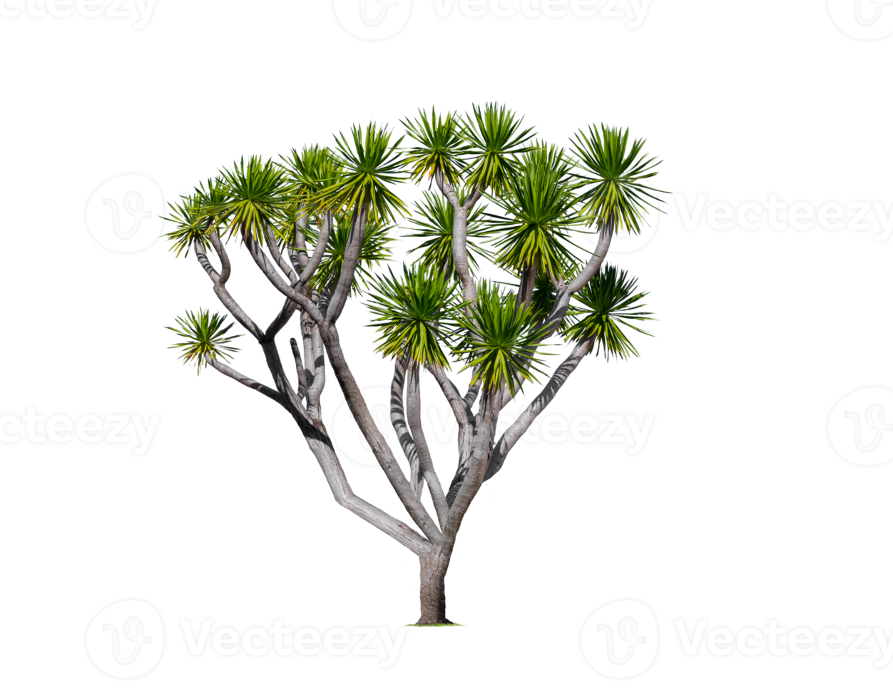 Beautiful Spineless yucca tree on transparent background png