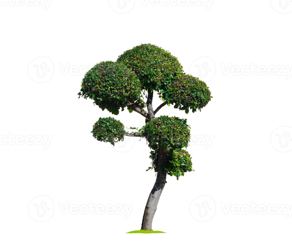 Decorative green dwarf tree on transparent background for topiary garden design png