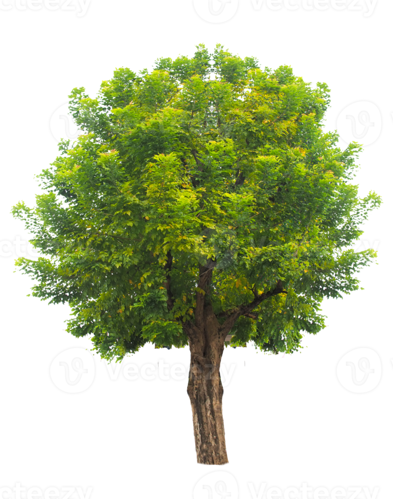 isolierter Baum auf transparentem Hintergrund png