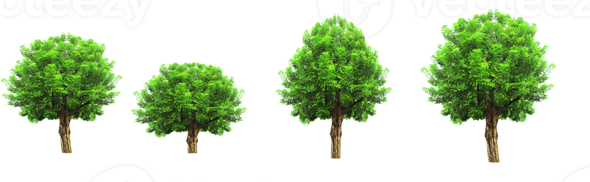 Isolated tree on transparent background png