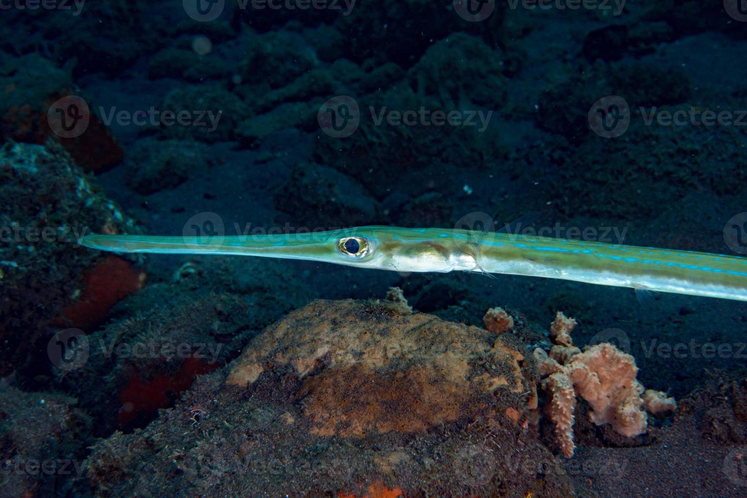 Flute trumpet fish while diving indonesia detail 17298125 Stock Photo