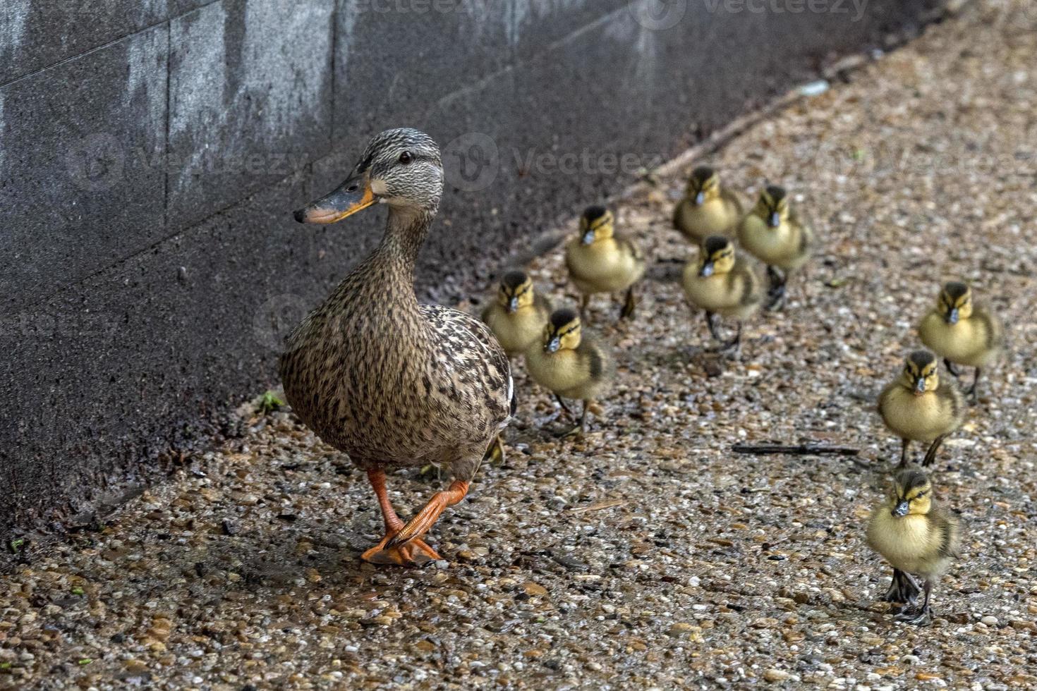 duck mother and puppy in a line crossing the street in washington photo
