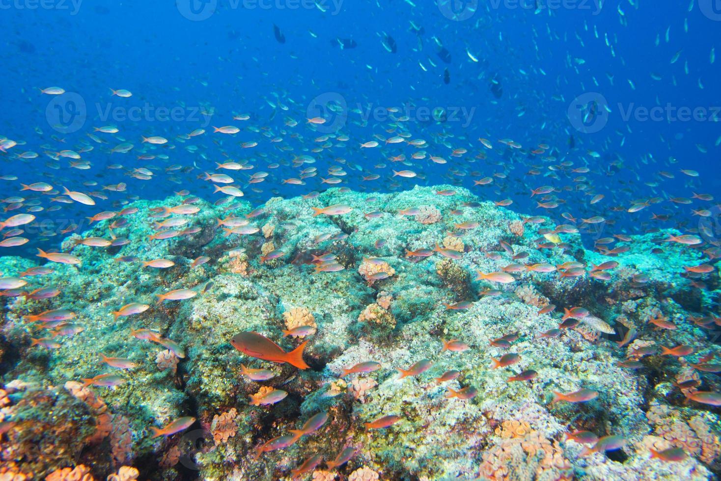 Red fishes on reef on the deep blue ocean photo