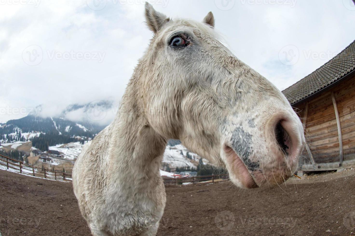 crazy white horse photo