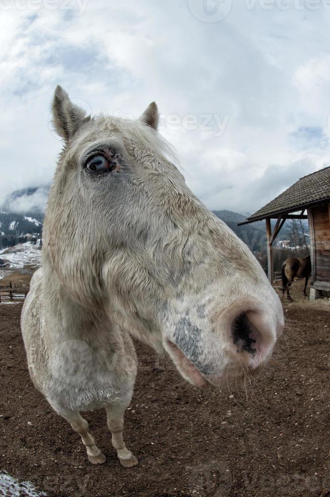 crazy white horse photo