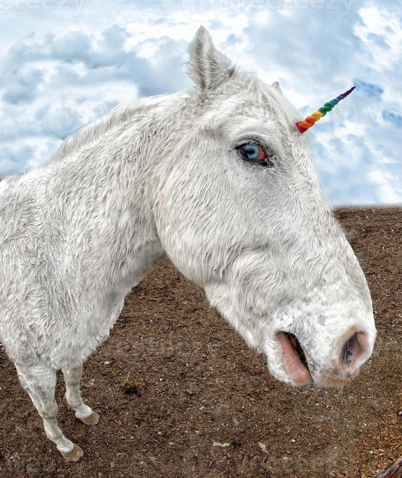 crazy white horse close up photo