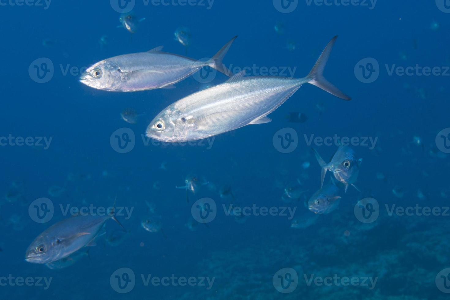 Inside a school of fish underwater photo