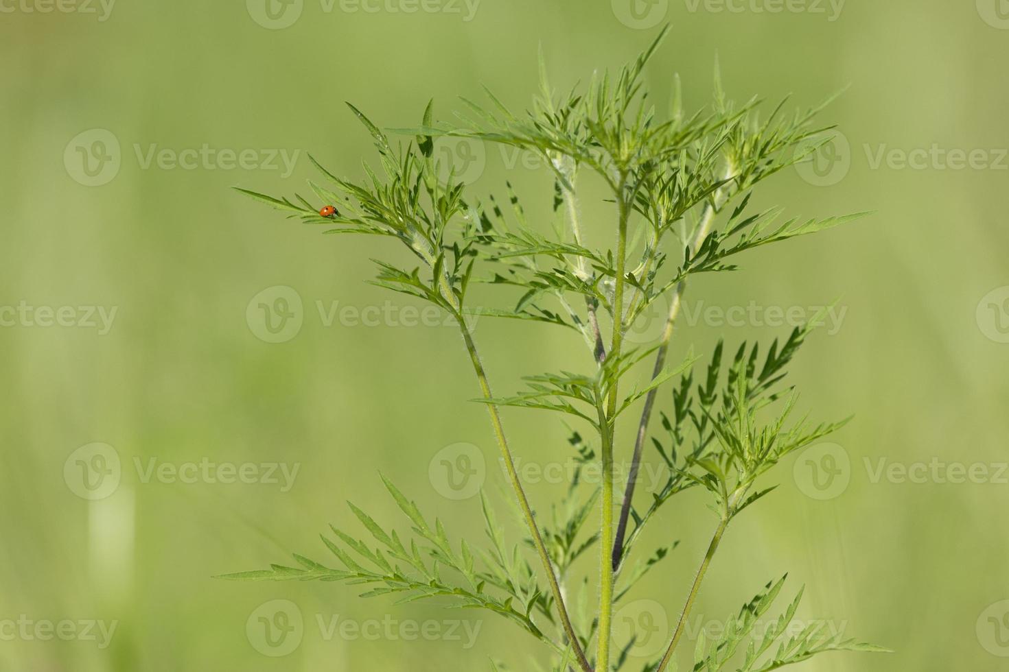 Isolated Ladybug on green background photo